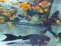 Erkut Petshop Sultanbeyli